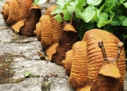 Schnecke - Schnecken - Schneckenauflauf