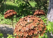 Edelrost-Blume - Hortensie