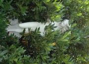 Venus von Botticelli